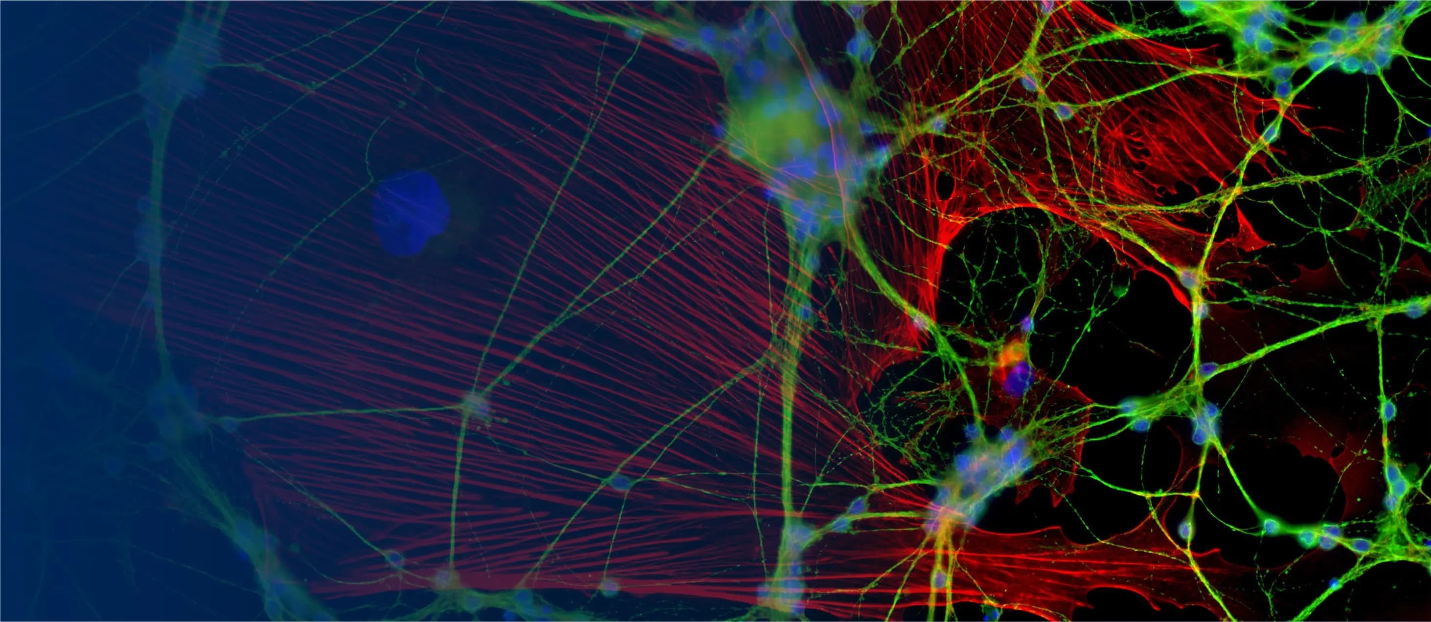 Imaging & Microscopy